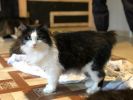 Walja (2)